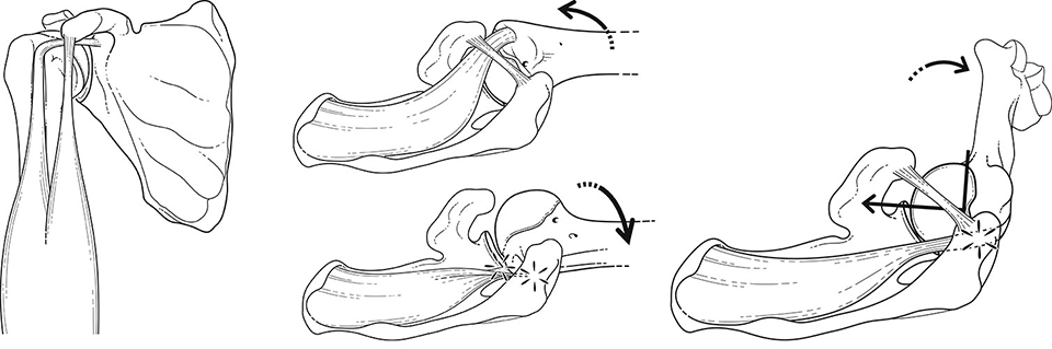 illustration médicale