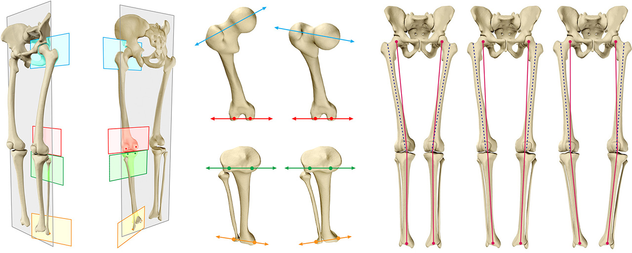 illustration médicale